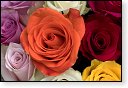 rode rozen roos rosa flora natuur bloem bloemen cultivars cultivar fleurop rosaceae tuin rozentuin valentijn valentijsdag romantiek liefde merci